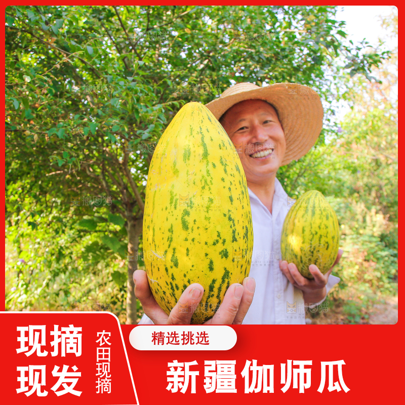 农民手拿新鲜伽师瓜