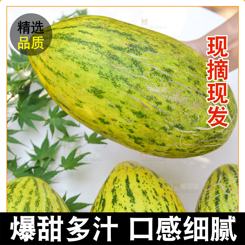 手里拿着伽师瓜