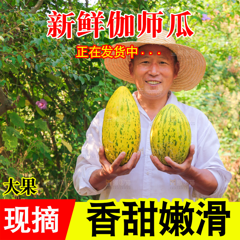 农民手拿新鲜伽师瓜