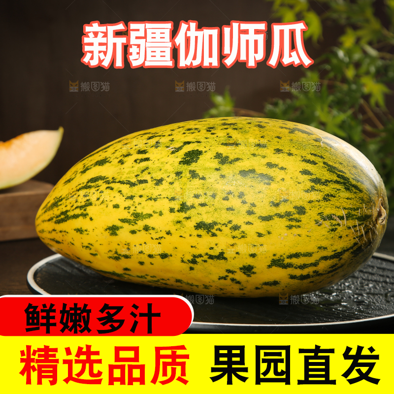 深底上的新疆伽师瓜