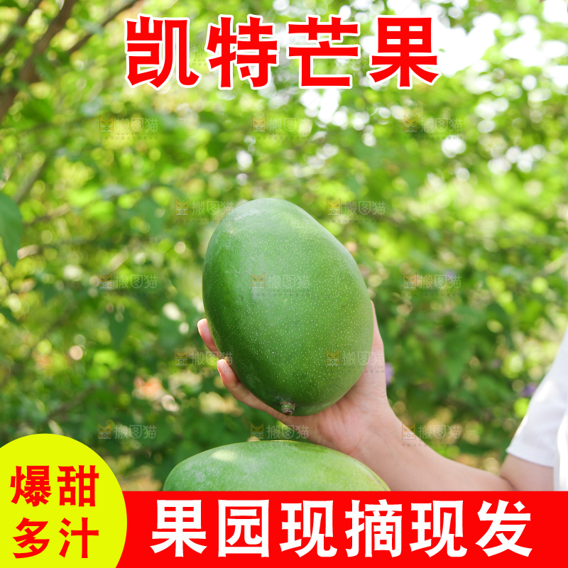手里拿着凯特大青芒