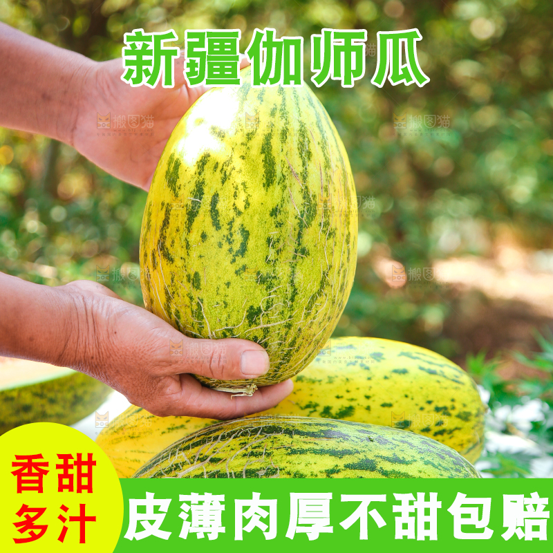 手里拿着新疆哈密瓜