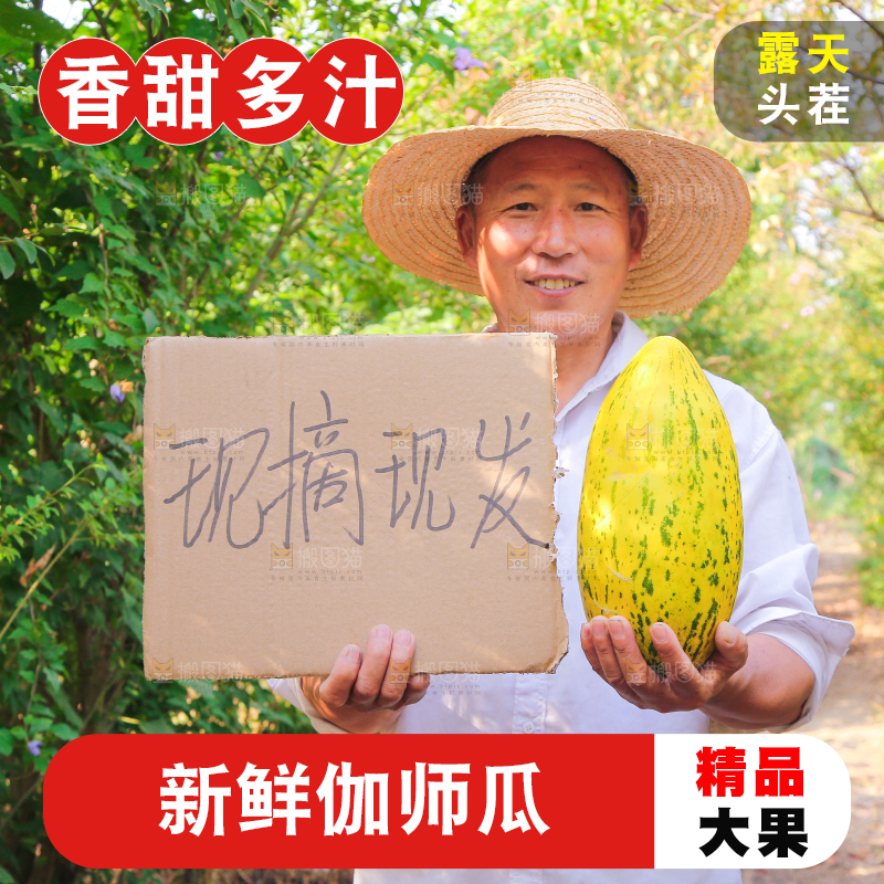 农民手里拿着新疆伽师瓜