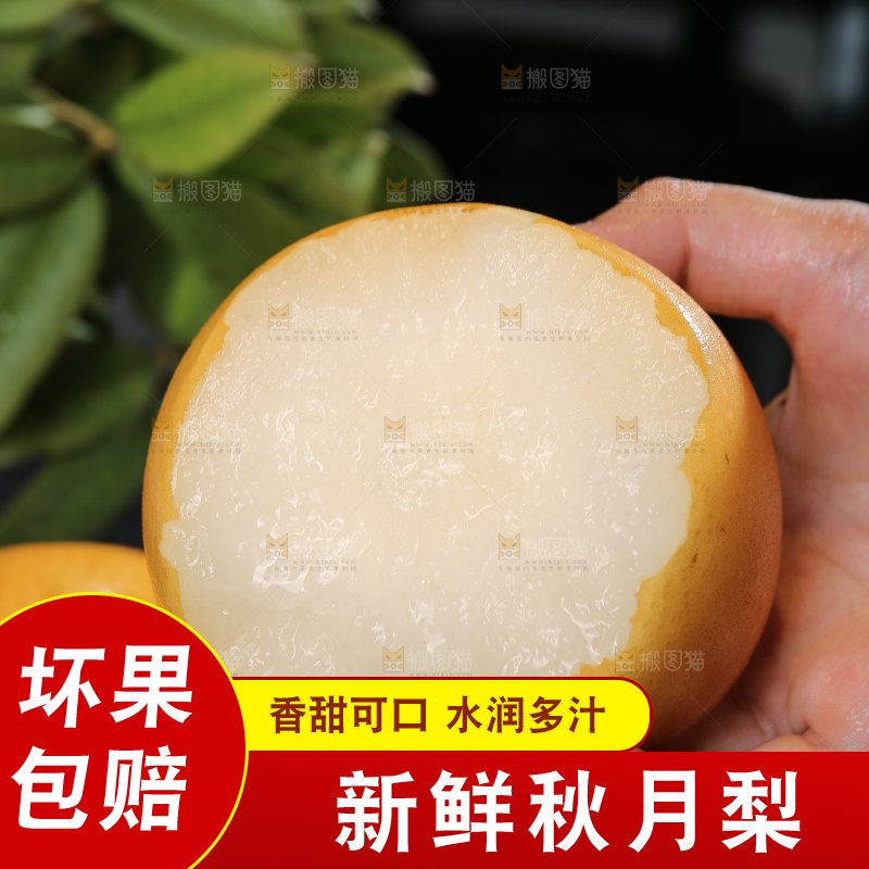 手里拿着新鲜秋月梨