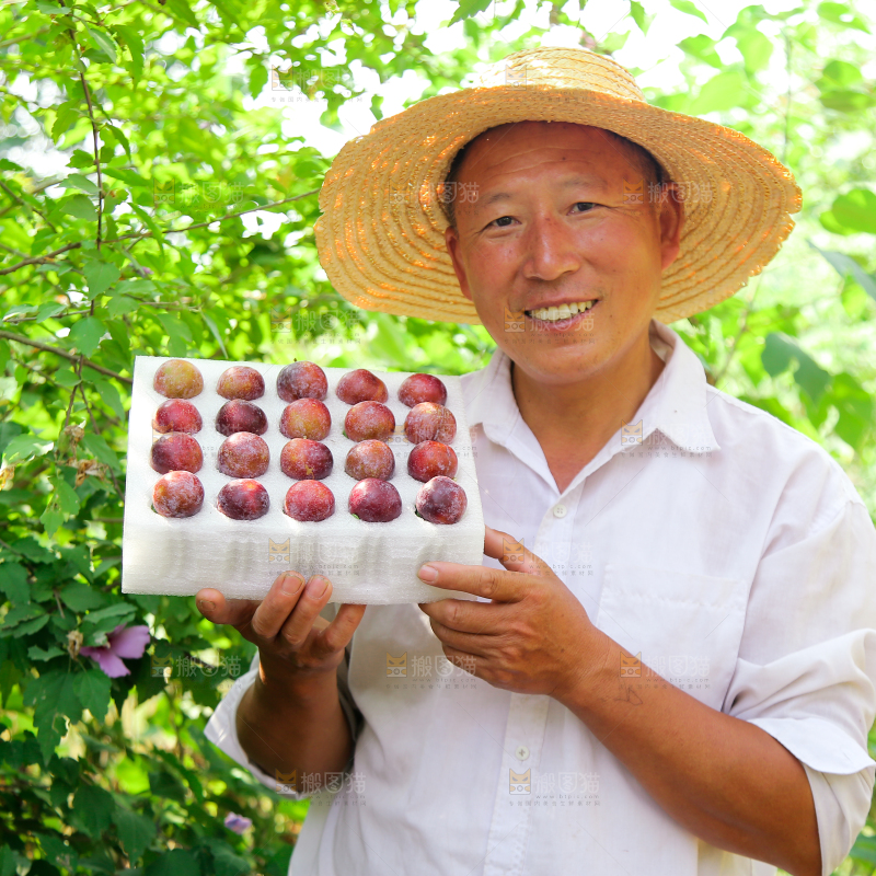 农民手里拿着一盒脆红李