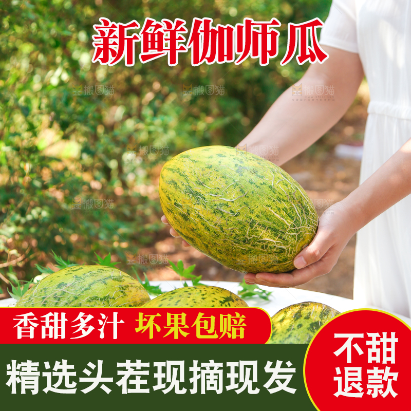 手里拿着伽师瓜