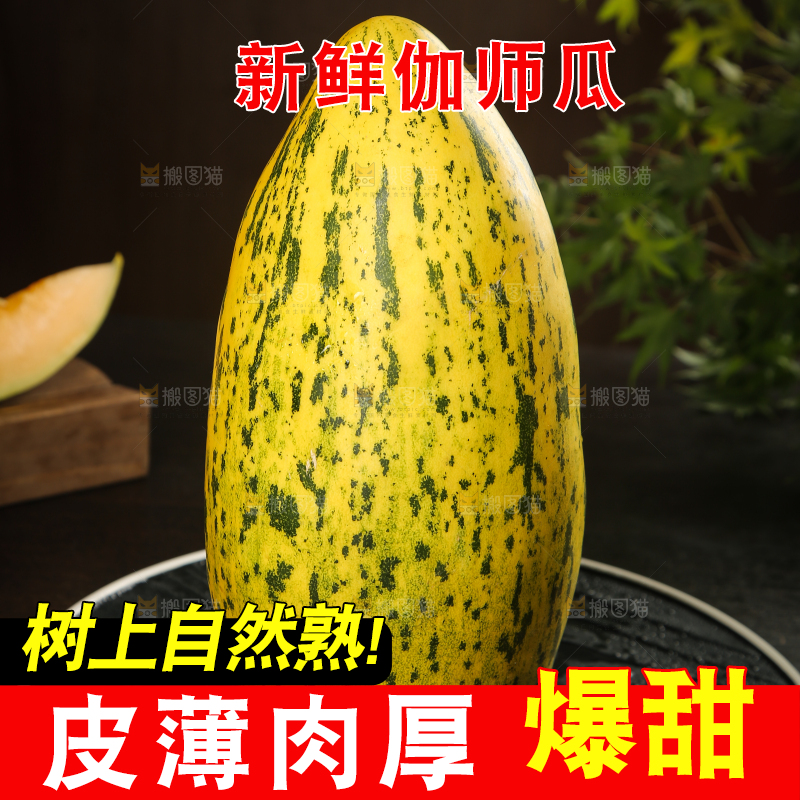 深底上的新疆伽师瓜