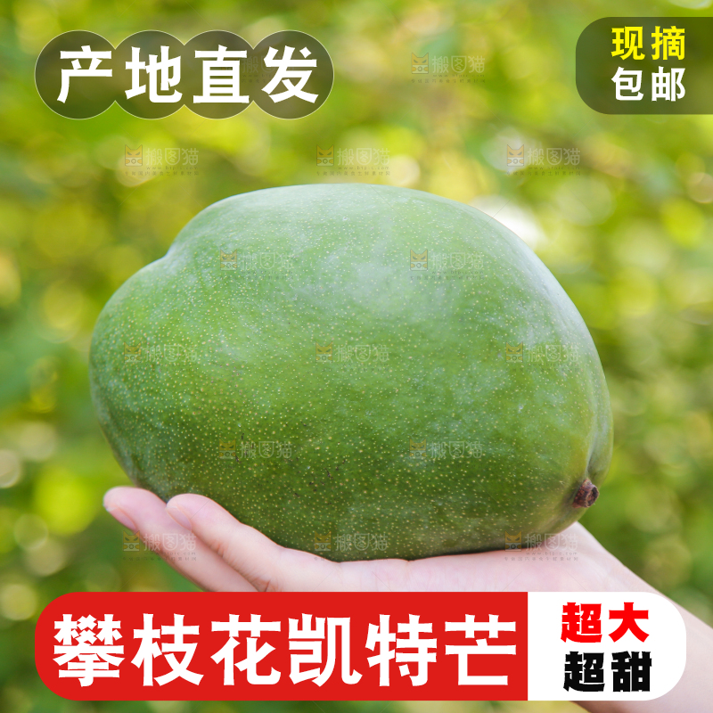 手里拿着凯特大青芒