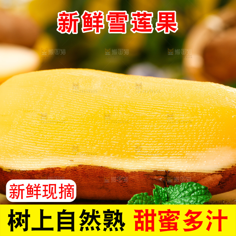 木底上的天山雪莲果