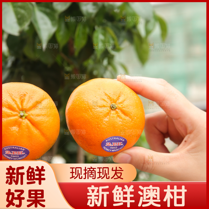 手里拿着进口澳柑