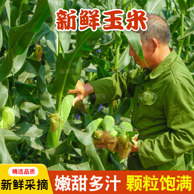 农民正在采摘新鲜玉米