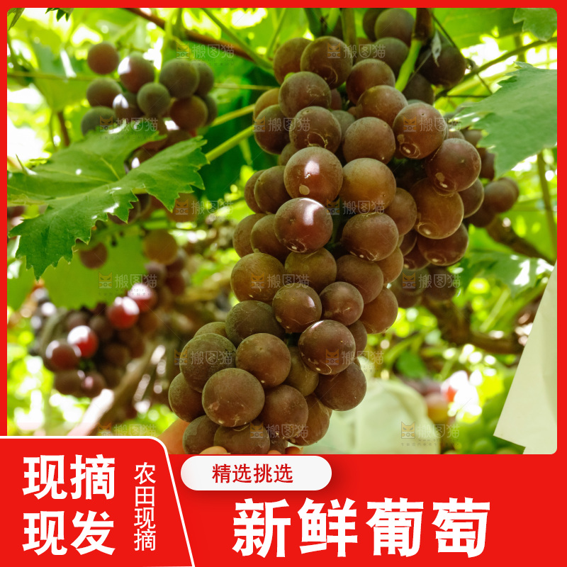 手拿着葡萄藤上的葡萄