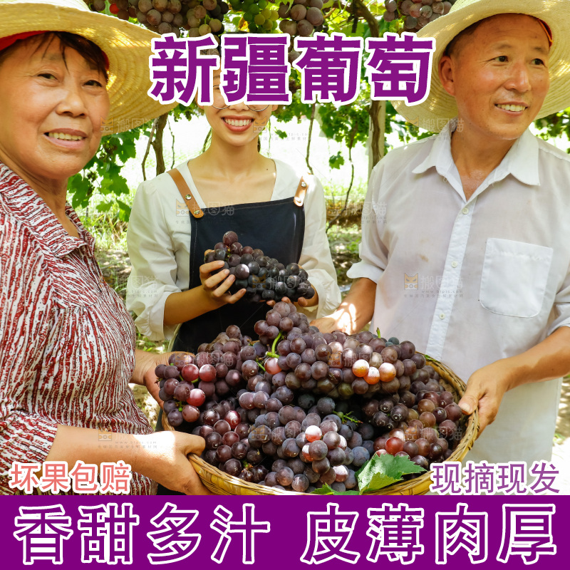 农民拿着一篮巨峰葡萄