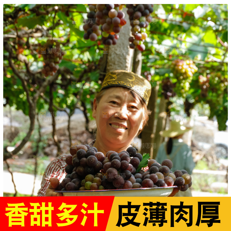 农民手里拿着一盘新鲜葡萄
