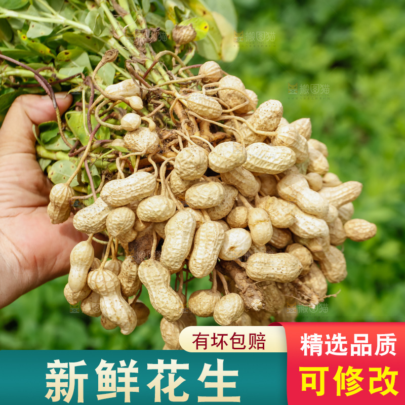手里拿着现挖花生