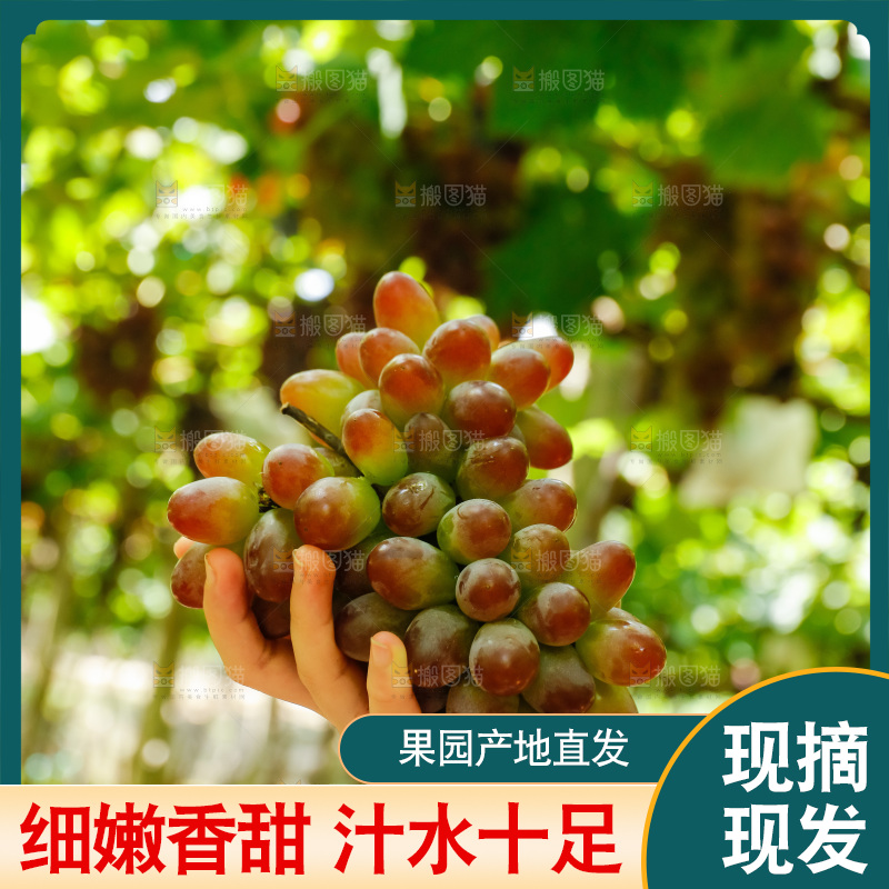 手里拿着茉莉香葡萄