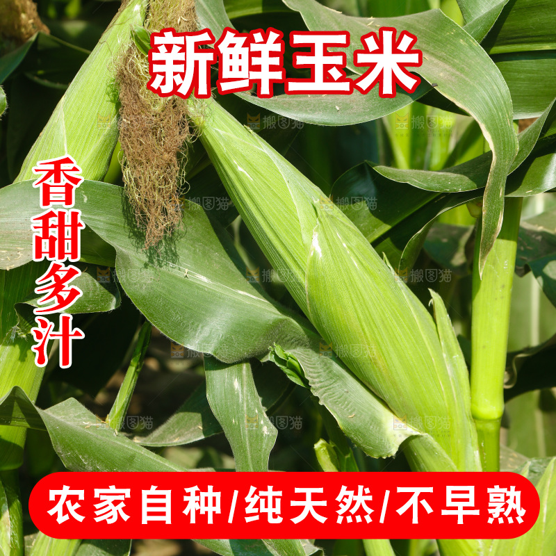 玉米杆上的新鲜玉米