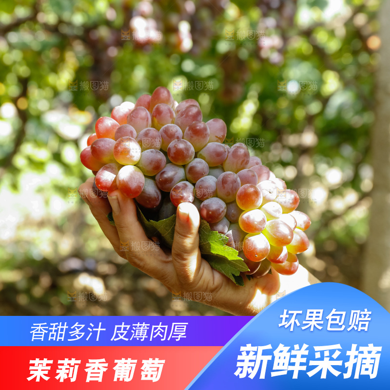 手里拿着茉莉香葡萄