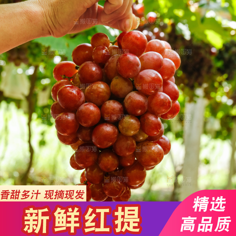 手里拿着红提葡萄
