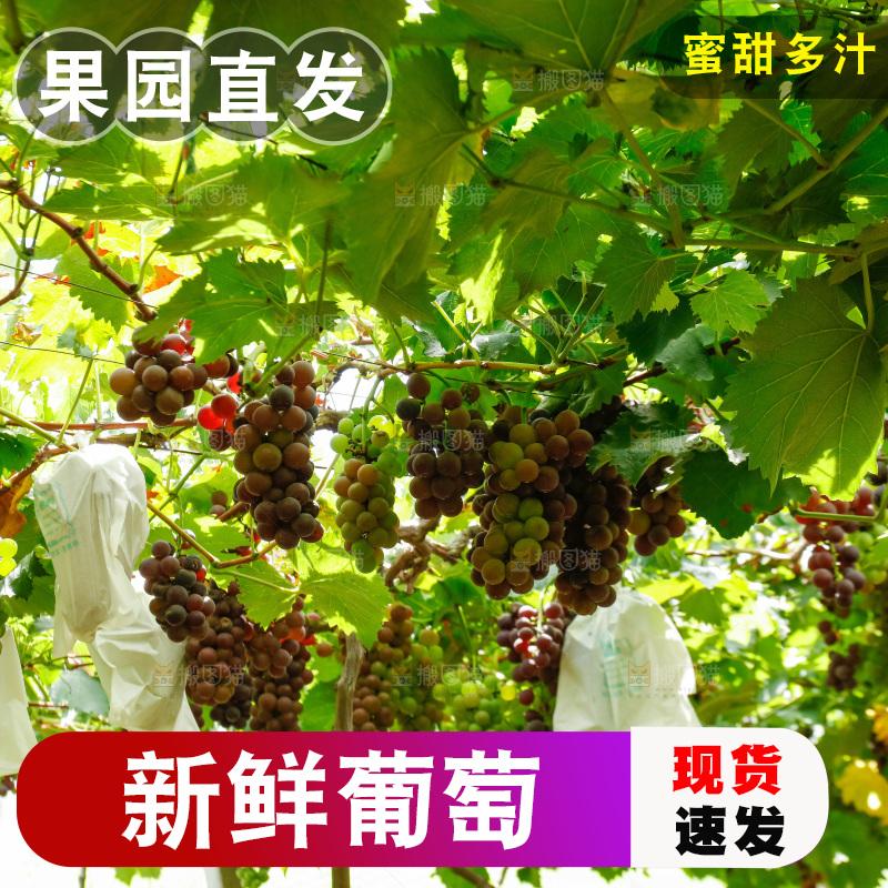 葡萄藤上的大串葡萄