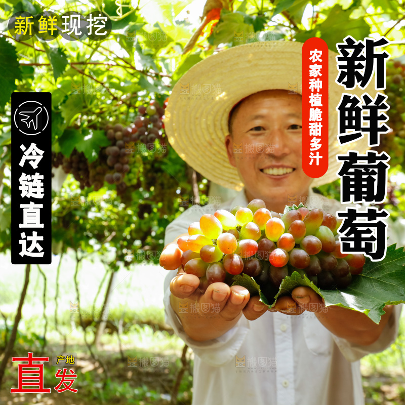 农民手里拿着大串葡萄