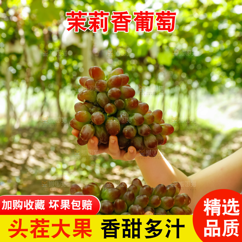 手里拿着茉莉香葡萄