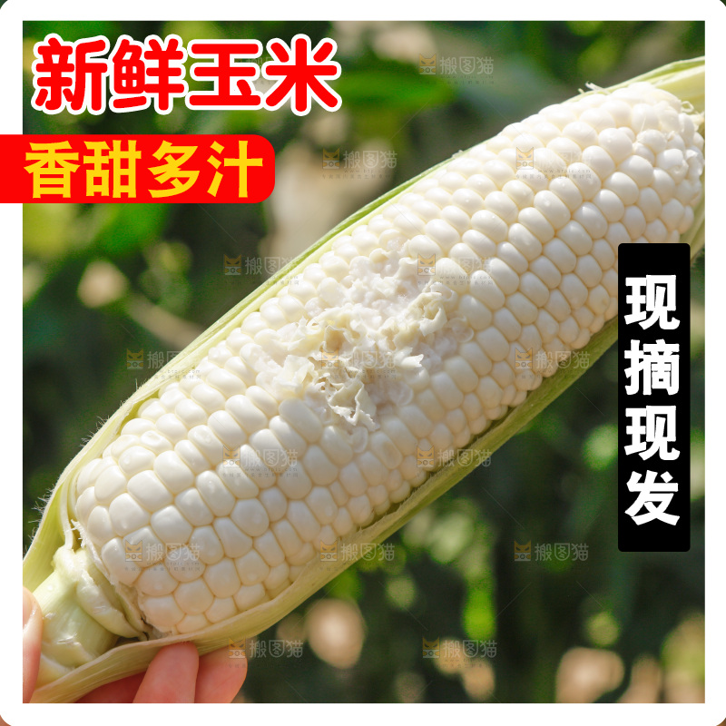 手里拿着牛奶玉米