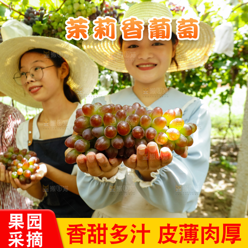 农民手里拿着茉莉香提子