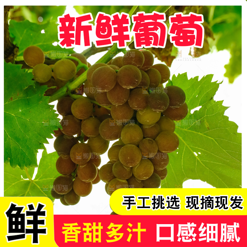 葡萄藤上的大串葡萄
