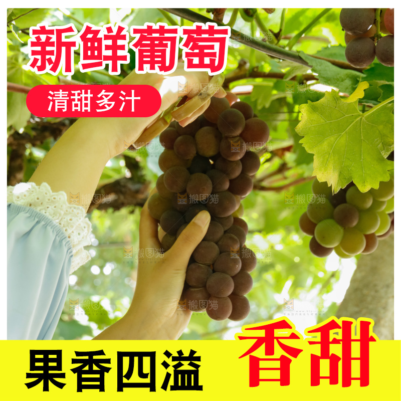 正在采摘紫葡萄