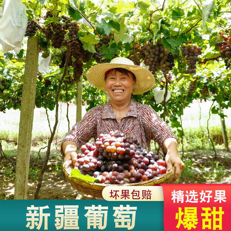 农民拿着一篮巨峰葡萄