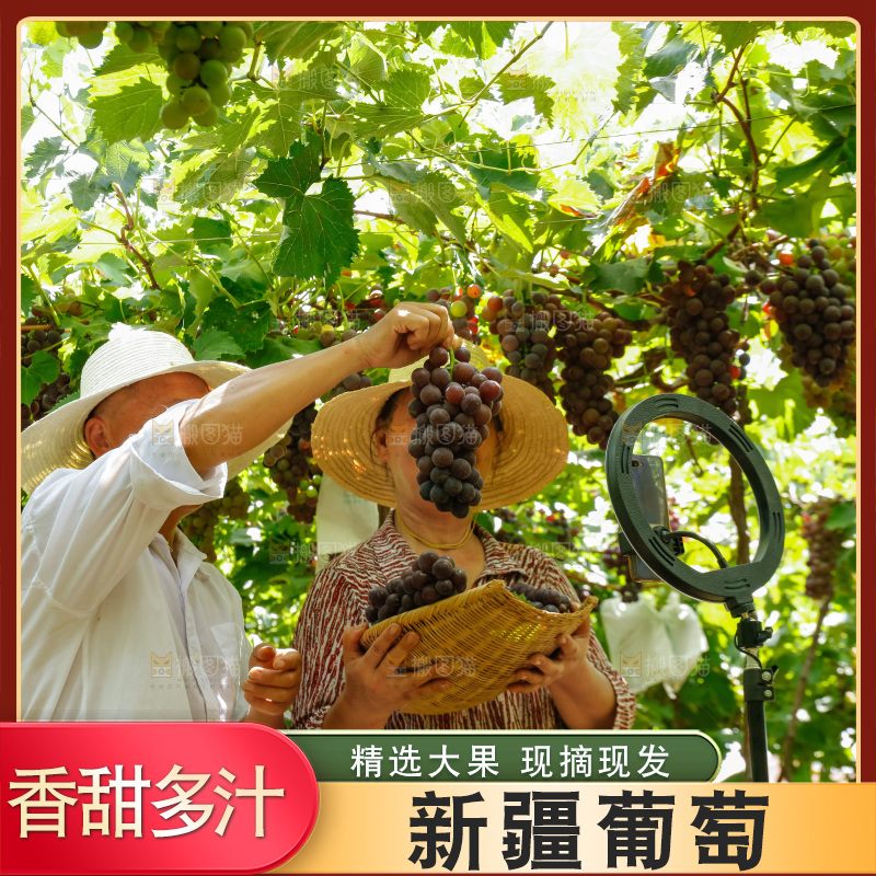 农民拿着一筐现摘葡萄