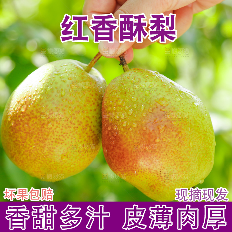 手里拿着红香酥梨