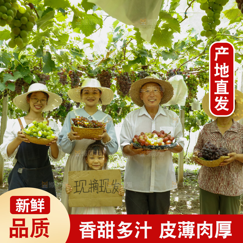 农民手里拿着现摘葡萄