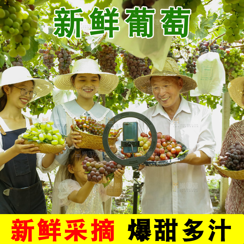 农民正在葡萄园直播