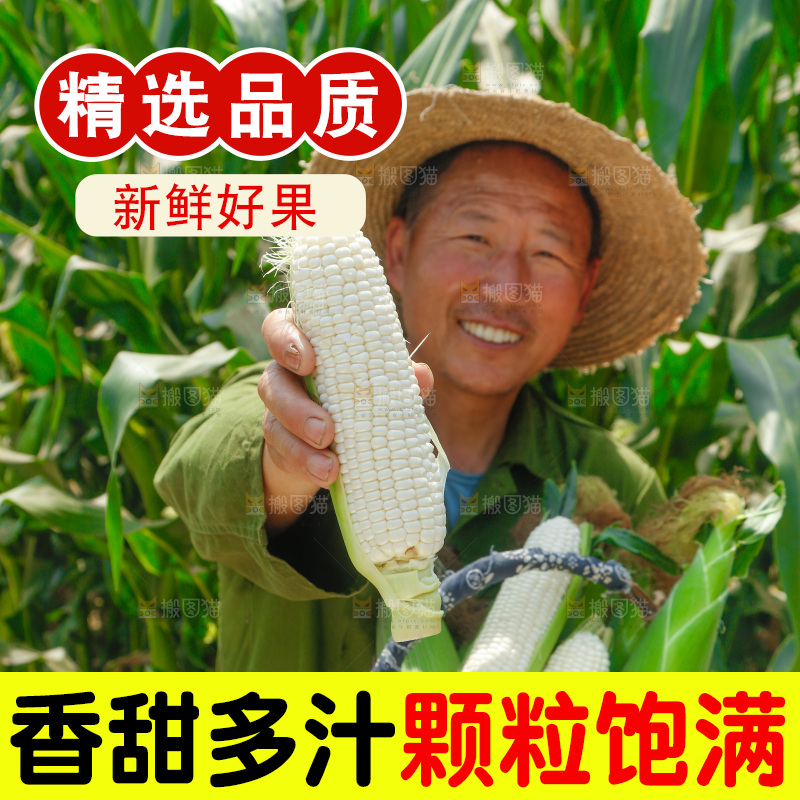 农民手里拿着白玉米