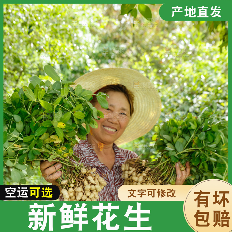 农民手里拿着新鲜花生