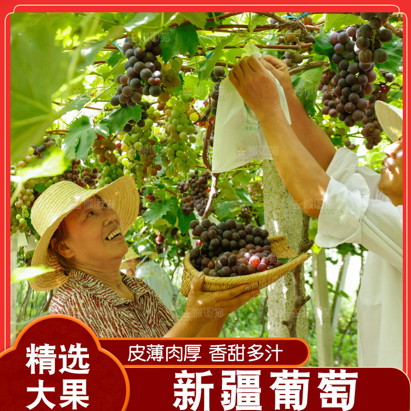 农民正在采摘新鲜葡萄