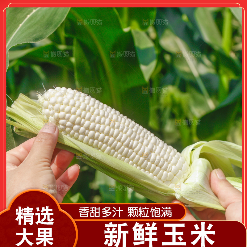 手里拿着白糯玉米