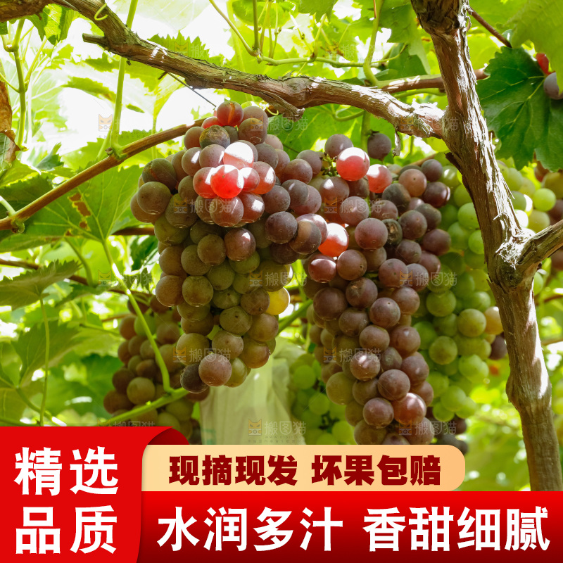 一大片成熟的紫葡萄