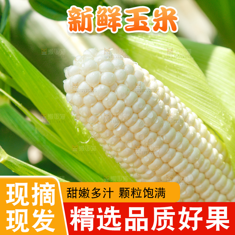 玉米杆上的牛奶玉米