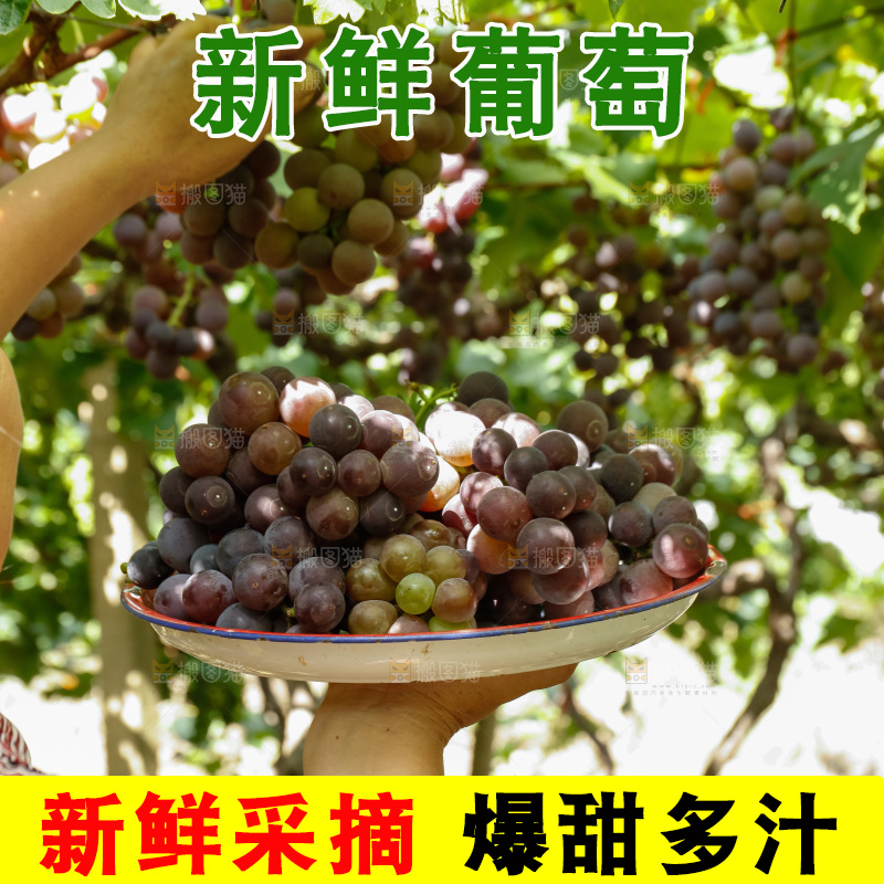 手里端着一盘新鲜葡萄