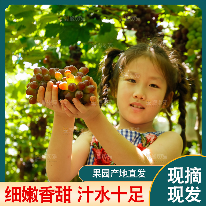 女孩手里拿着茉莉香提子