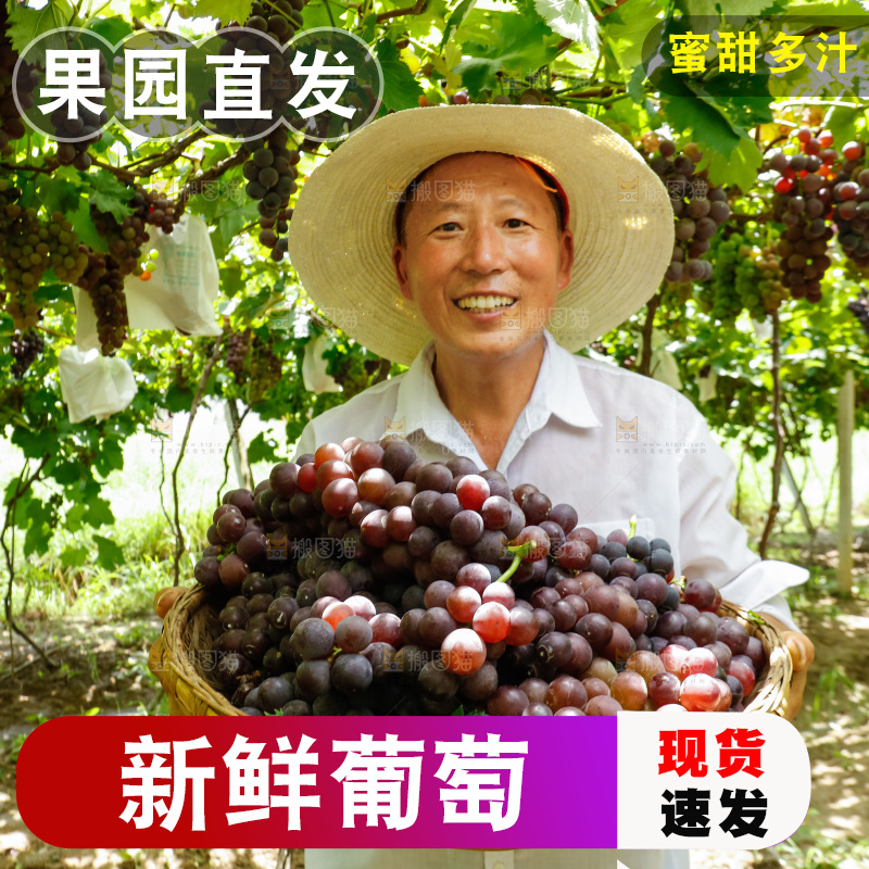 农民拿着一篮巨峰葡萄