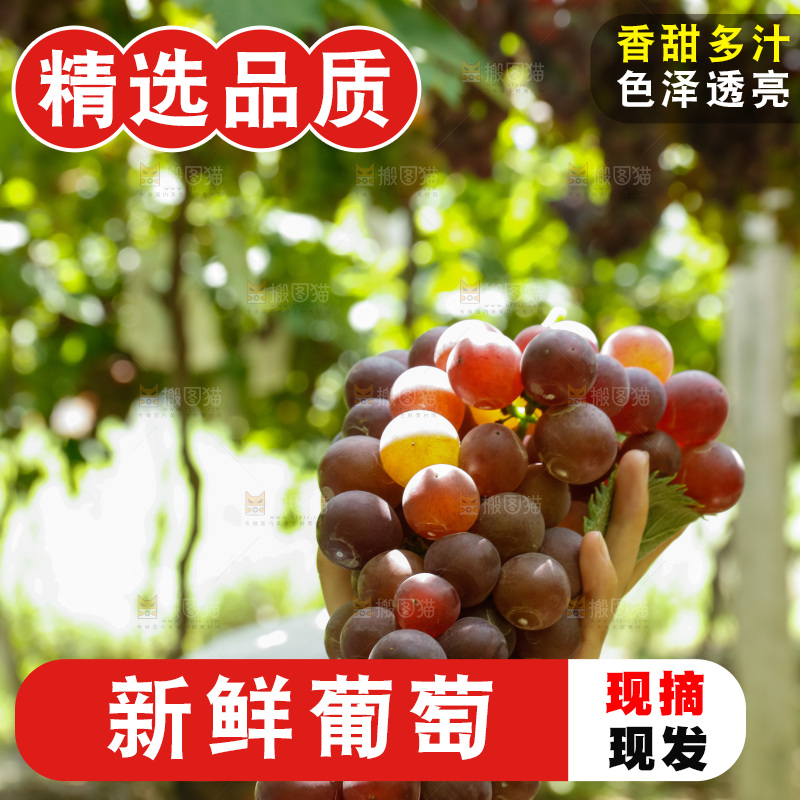 手里拿着一串大葡萄
