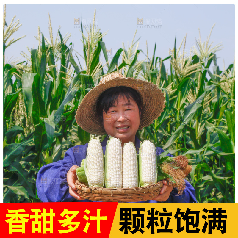 农民手里拿着一筐玉米