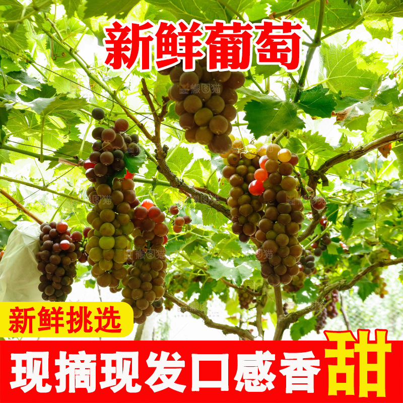 葡萄藤上的大串葡萄