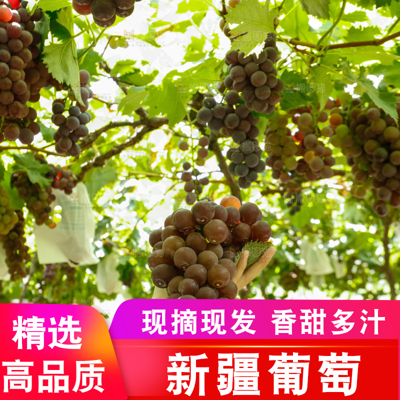 手里拿着一串大葡萄