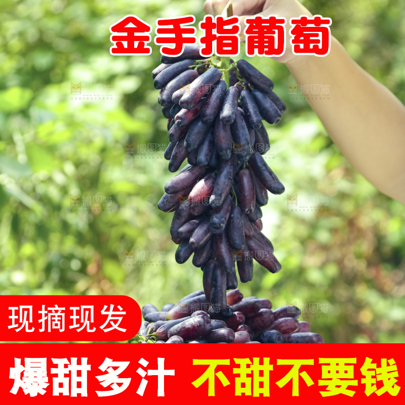 手里拿着美人指黑提