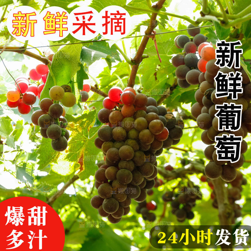 葡萄藤上的大串葡萄